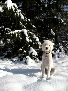 L.L. Bean PoodleDoesn't Bishop look like he could be in the pages of their catalog?